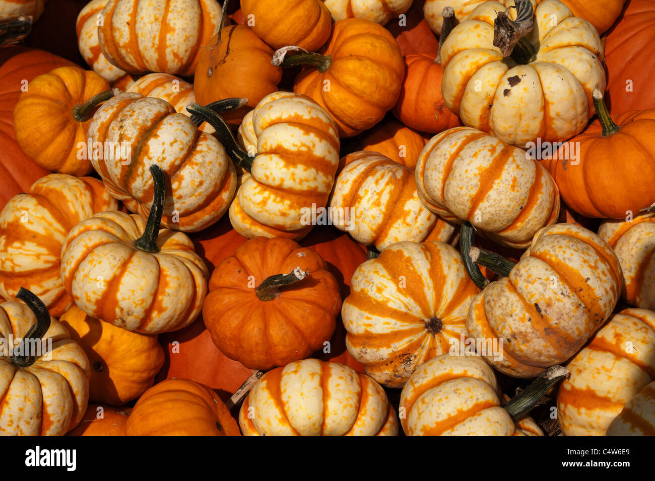 Photophore En Porcelaine Fine En Forme De Citrouille Cosmos - 10,4 Cm - Orange - Décoration D'automne Ou Halloween