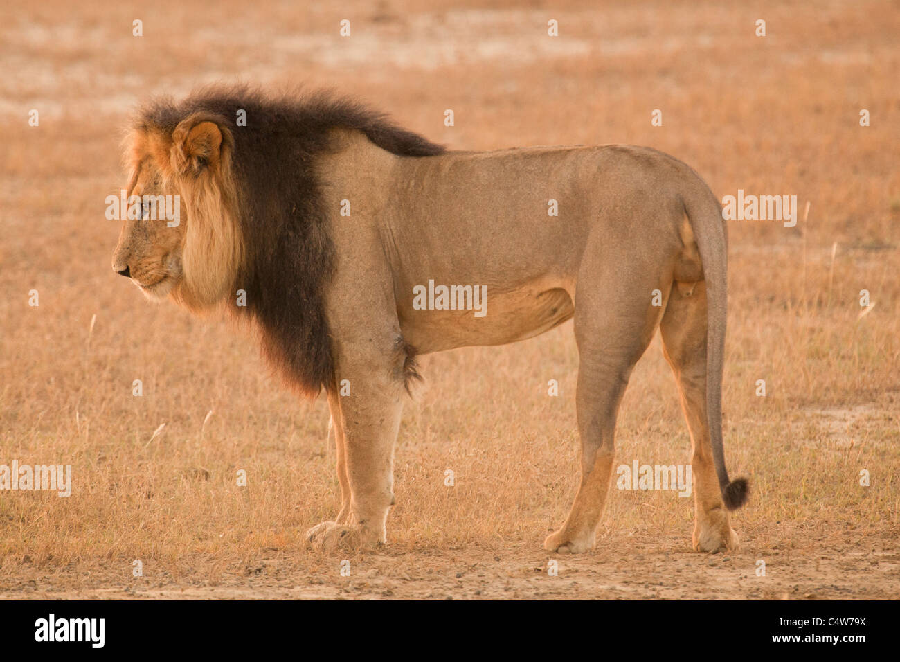 Lion (Panthera leo) dans Transfontier Kgalagadi Park, Afrique du Sud Banque D'Images