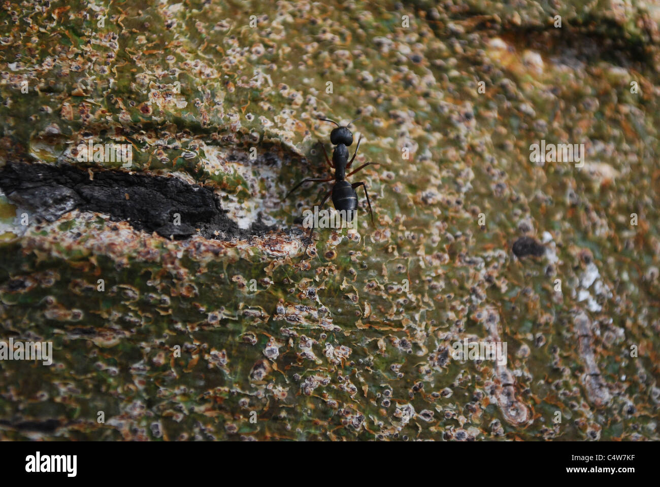 Ant tropical close-up Banque D'Images