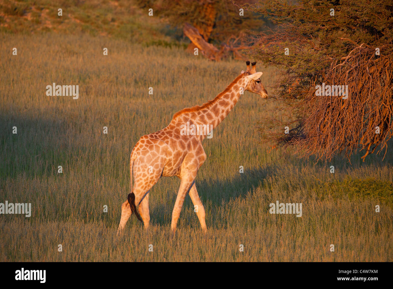 Girafe (Giraffa Cameleopardis) dans Transfontier Kgalagadi Park, Afrique du Sud Banque D'Images