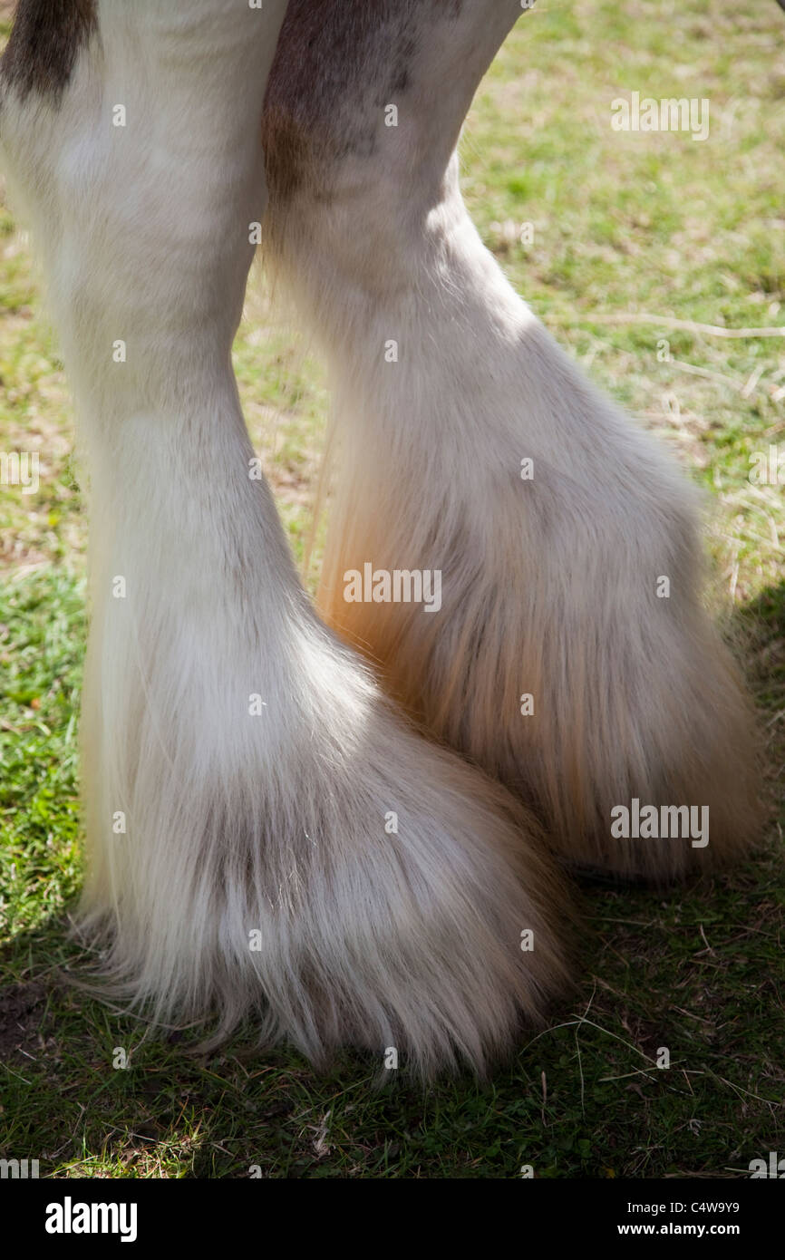 Gros plan d'une chevaux shire/pieds sabots à Cromer Norfolk carnaval East Anglia Banque D'Images