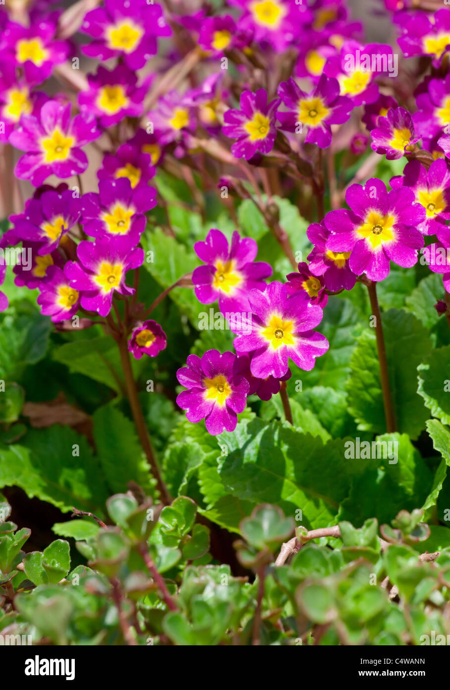 Petit magnifiques fleurs roses Banque D'Images