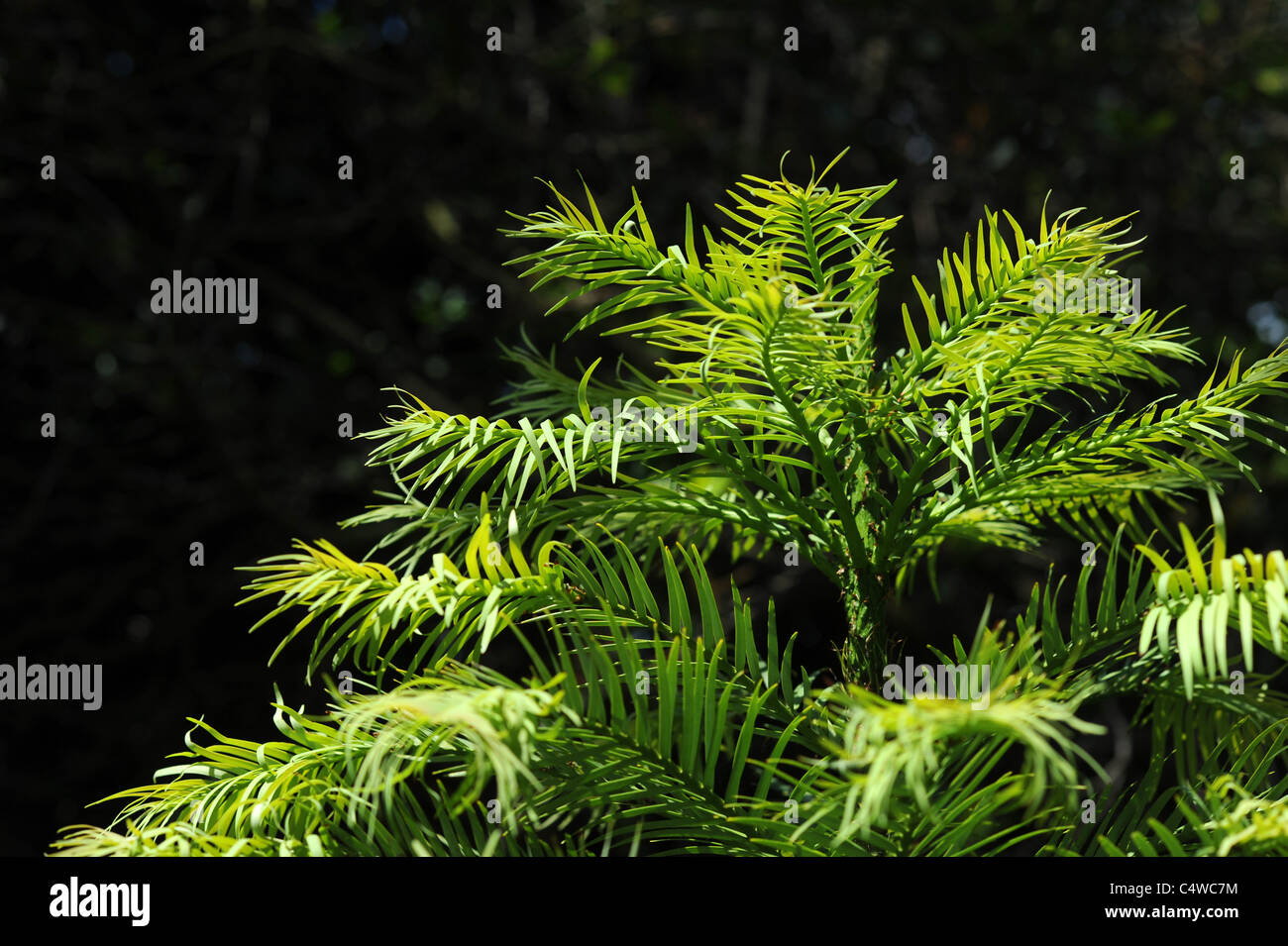 Un Wullemia préhistorique aux jardins de High Beeches dans le Sussex Banque D'Images