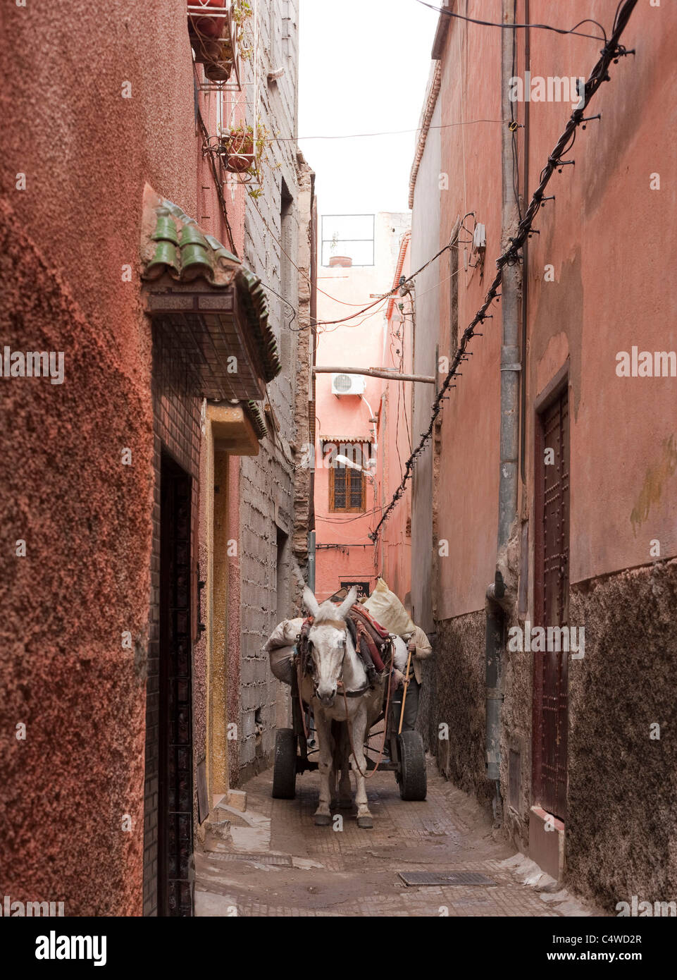 Un âne avec le panier dans l'ancienne Médina de la ville. Marrakech, Maroc. Banque D'Images