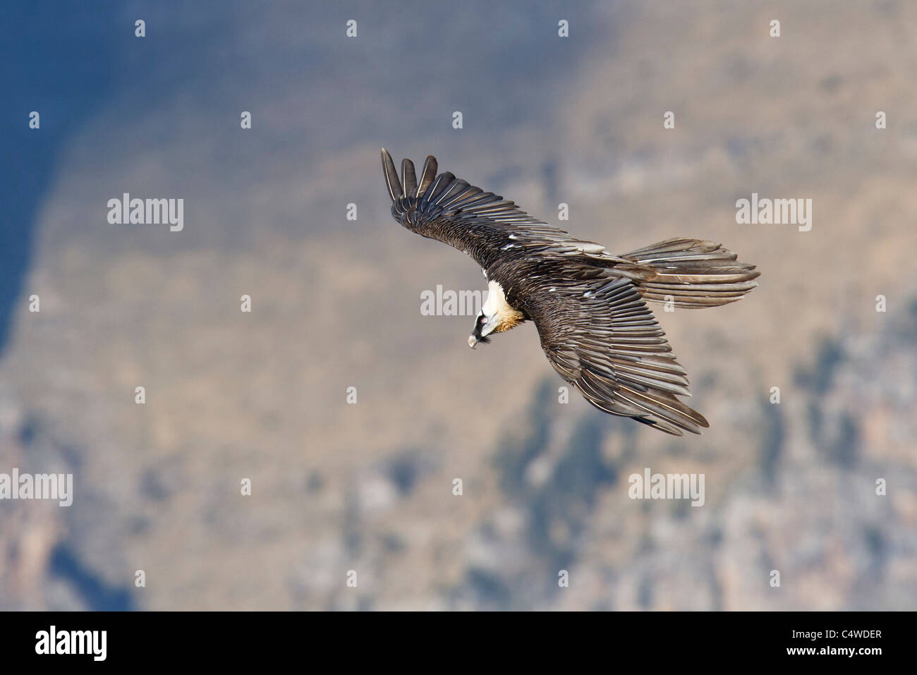 Gypaète barbu, vautour, (LIC)),adulte, dans l'avion, Pyrénées, Espagne. Banque D'Images