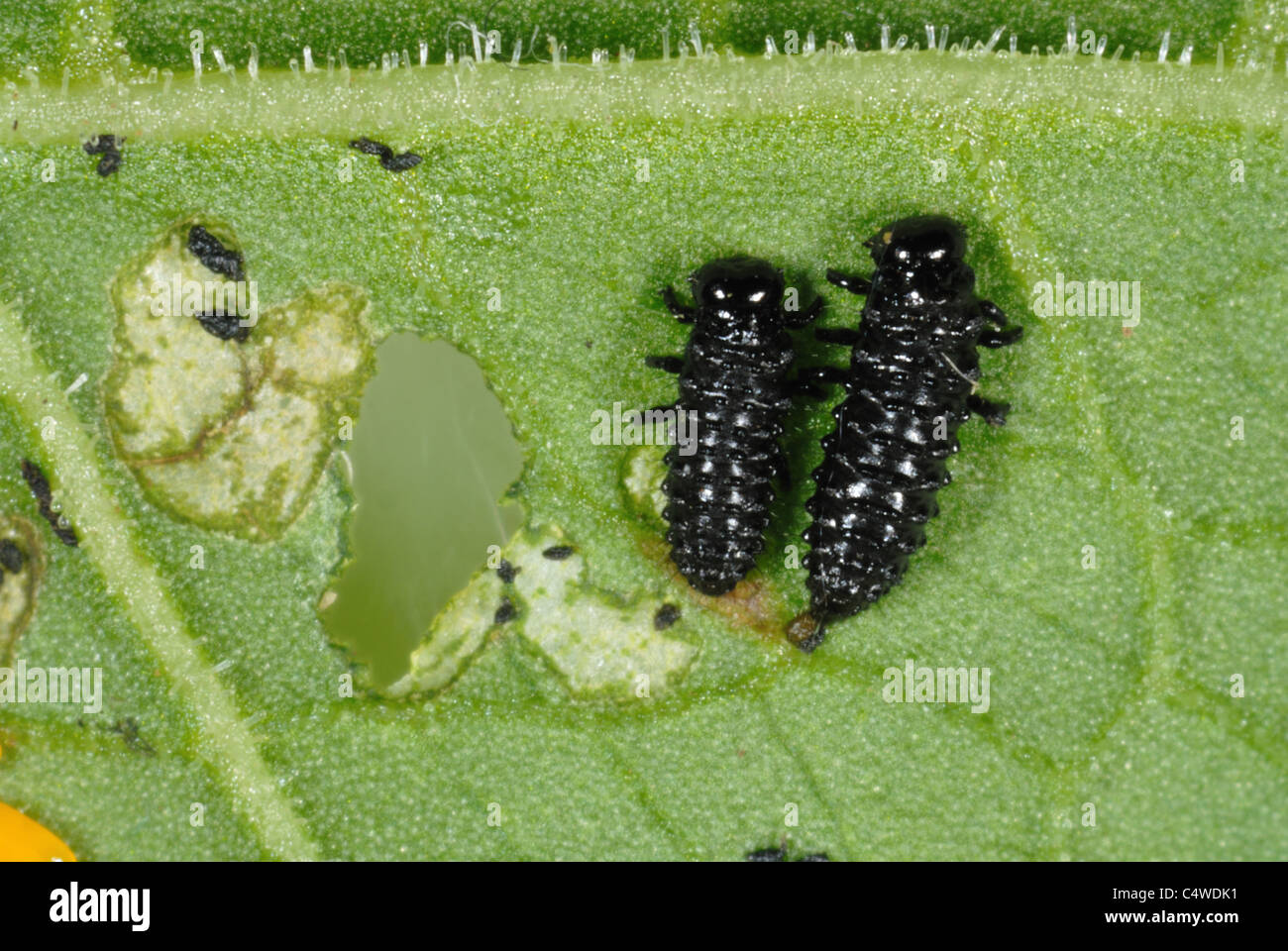 Quai vert beetle larvae (Gastrophysa viridula) se nourrissant de grandes feuilles dock Banque D'Images