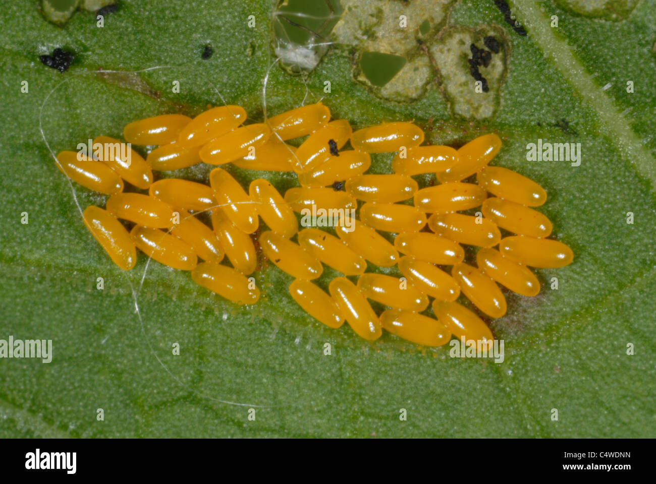 Quai vert beetle (Gastrophysa viridula) oeufs sur une large feuille dock (Rumex obtusifolius) Banque D'Images