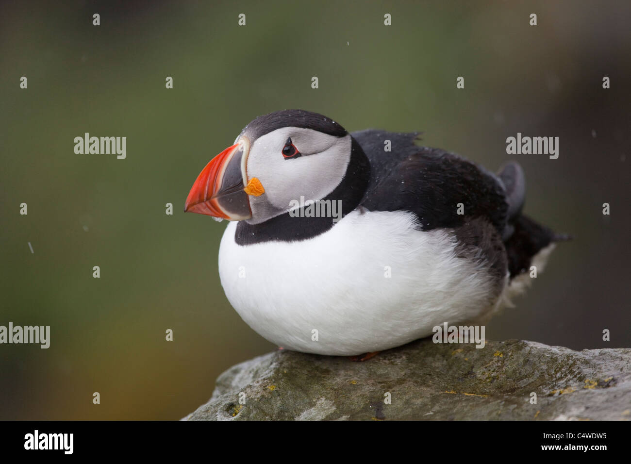 Macareux moine, Fratercula arctica, sur lunga ; l'Ecosse Banque D'Images
