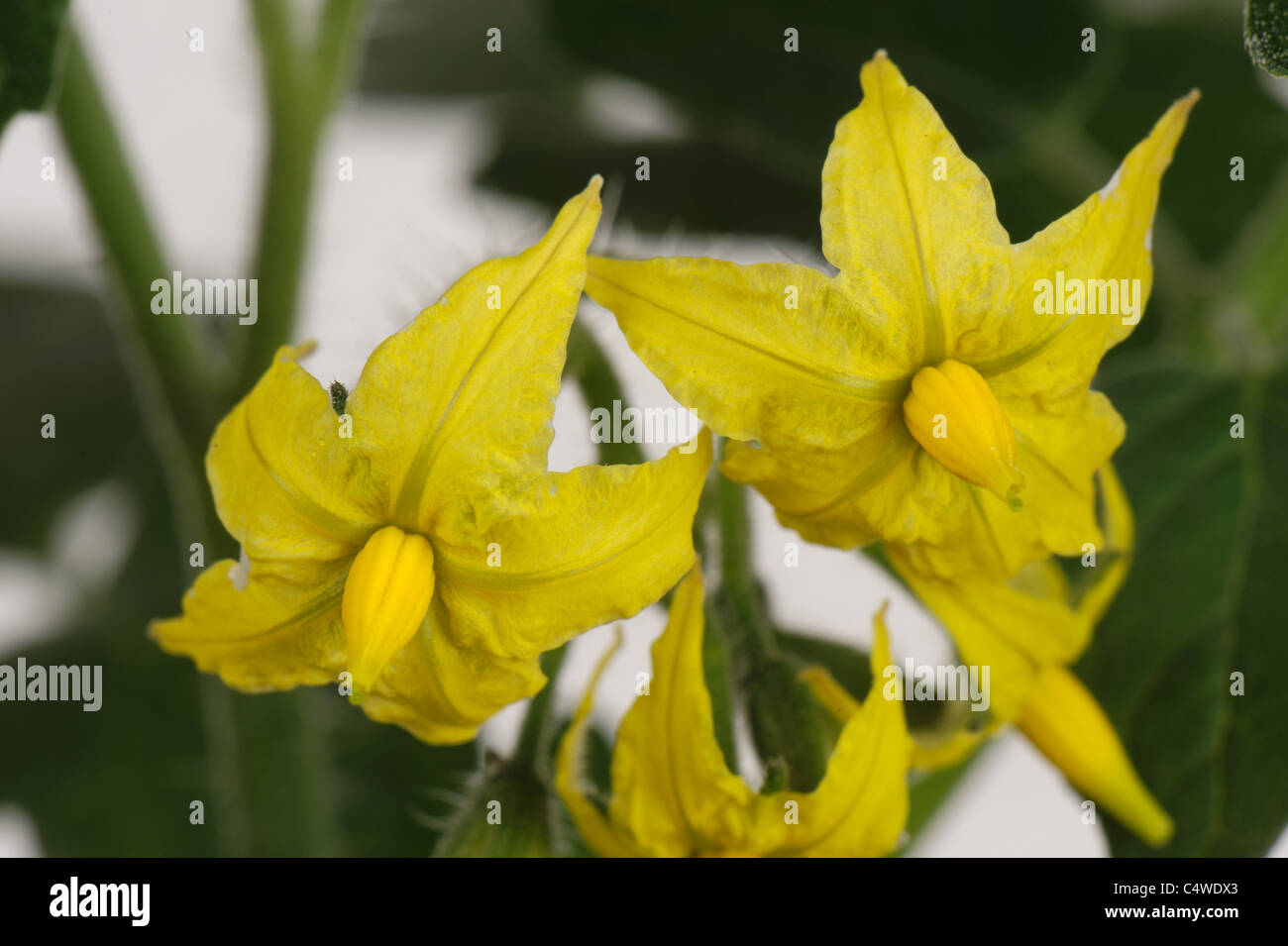 Fleur de tomate sur les plantes cultivées en serre Banque D'Images