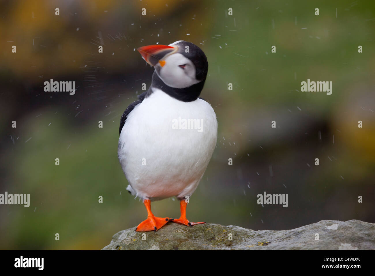 Macareux moine, Fratercula arctica, sur lunga ; l'Ecosse Banque D'Images