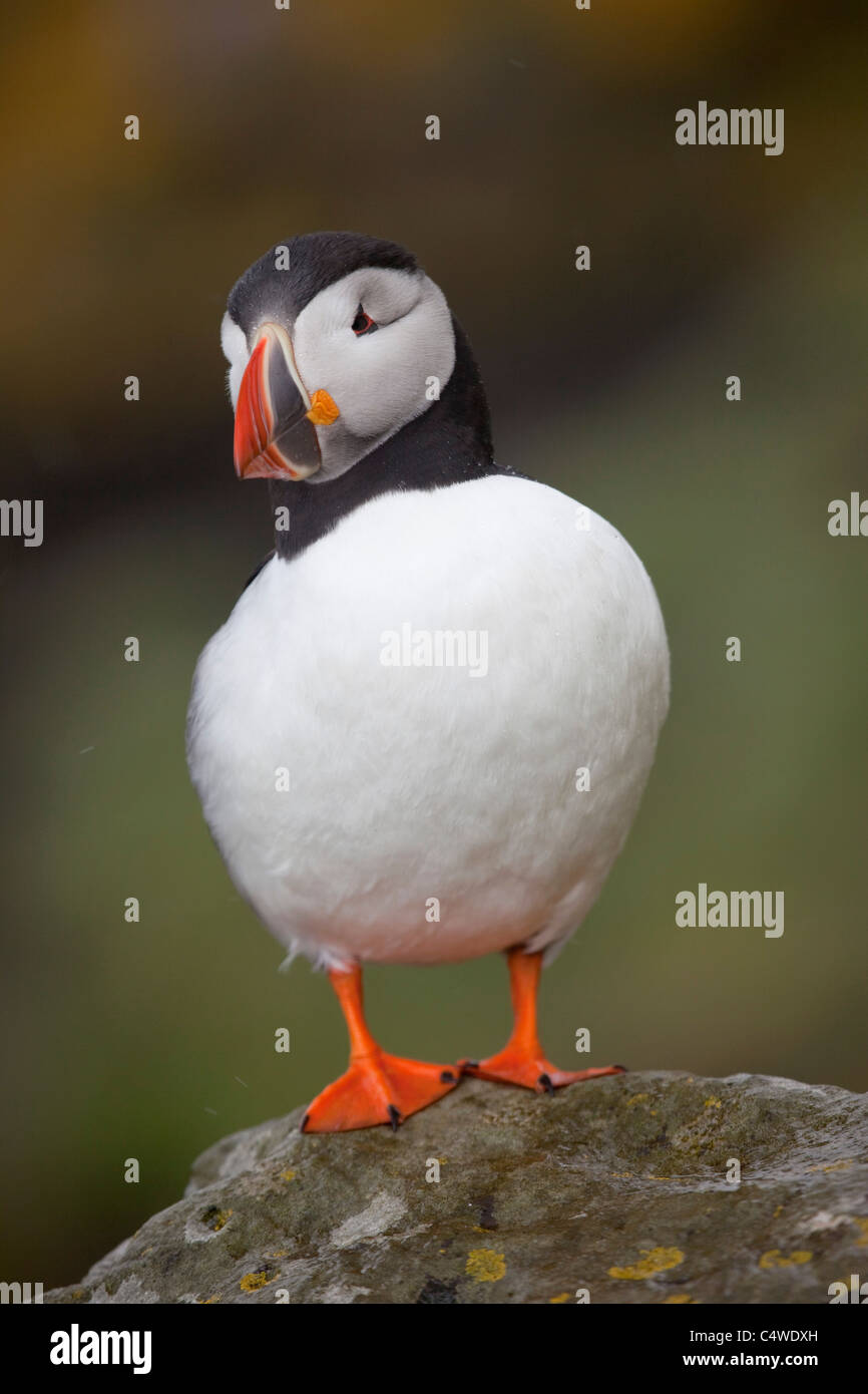Macareux moine, Fratercula arctica, sur lunga ; l'Ecosse Banque D'Images