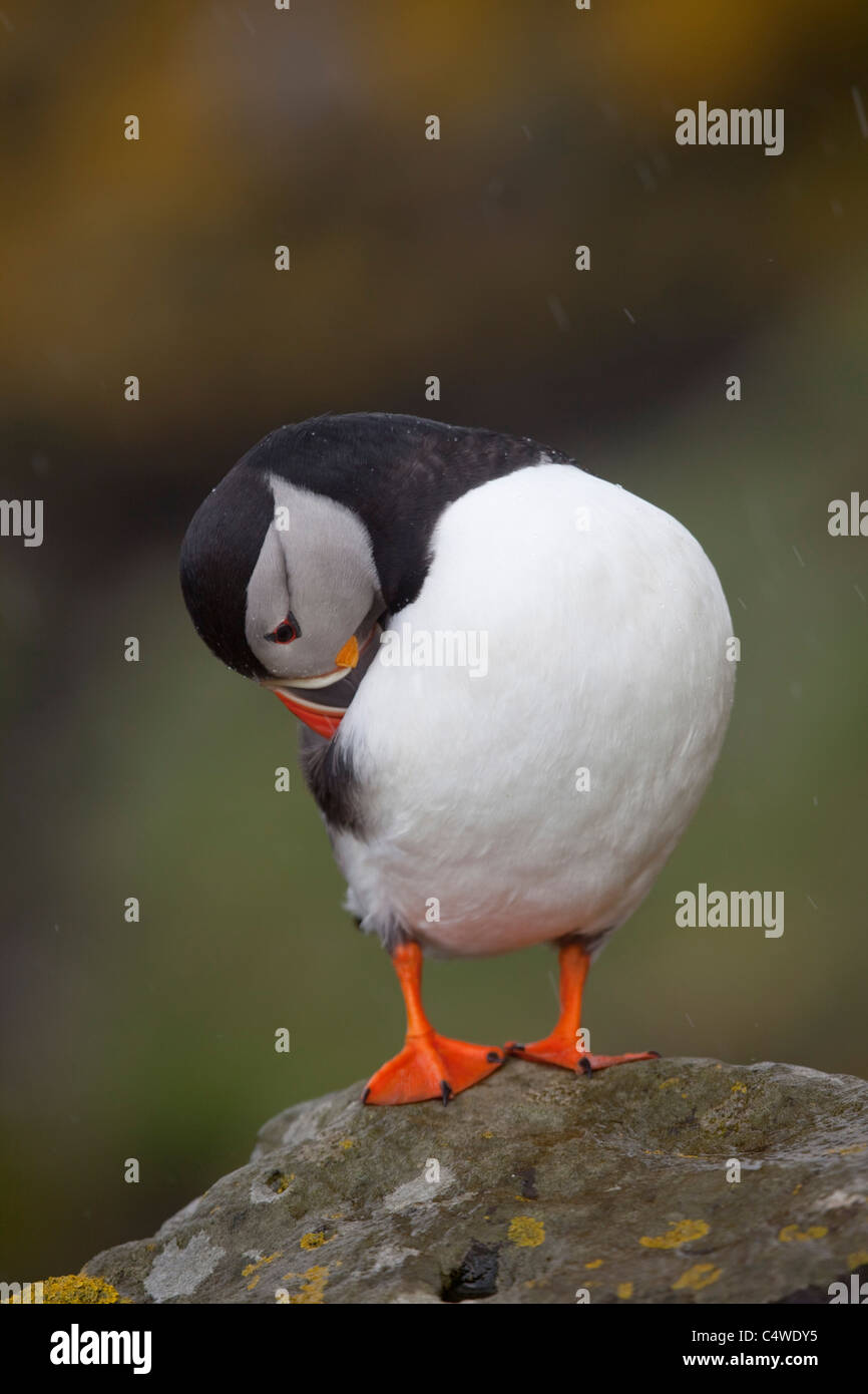 Macareux moine, Fratercula arctica, sur lunga ; l'Ecosse Banque D'Images