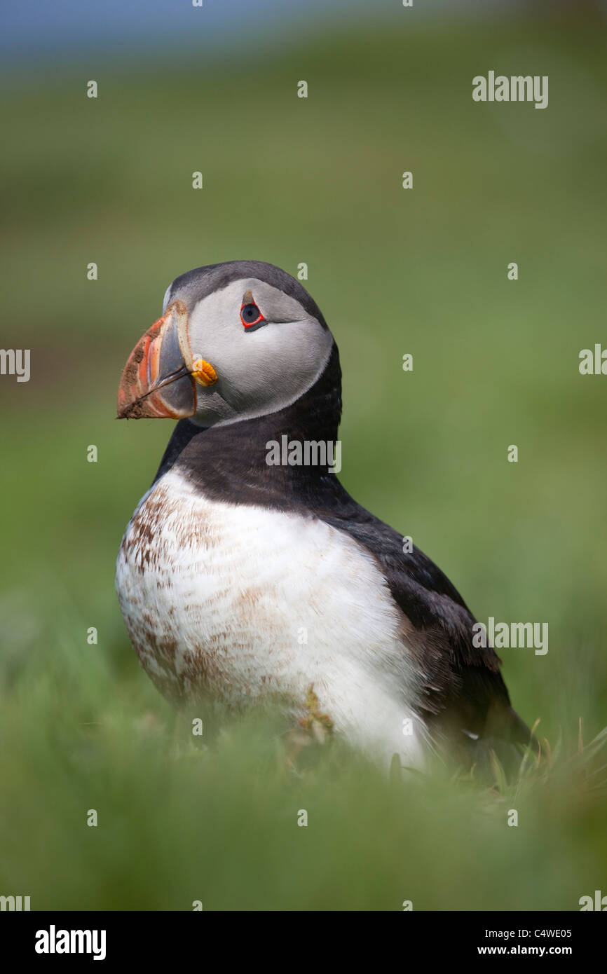 Macareux moine, Fratercula arctica, sur lunga ; Ecosse ; bird a creusé dans son terrier Banque D'Images