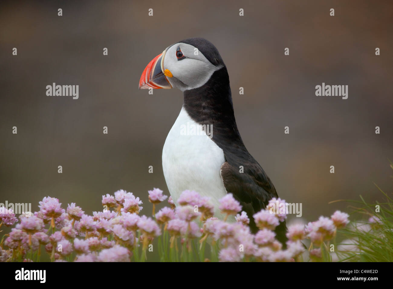 Macareux moine, Fratercula arctica, sur lunga ; l'Ecosse Banque D'Images