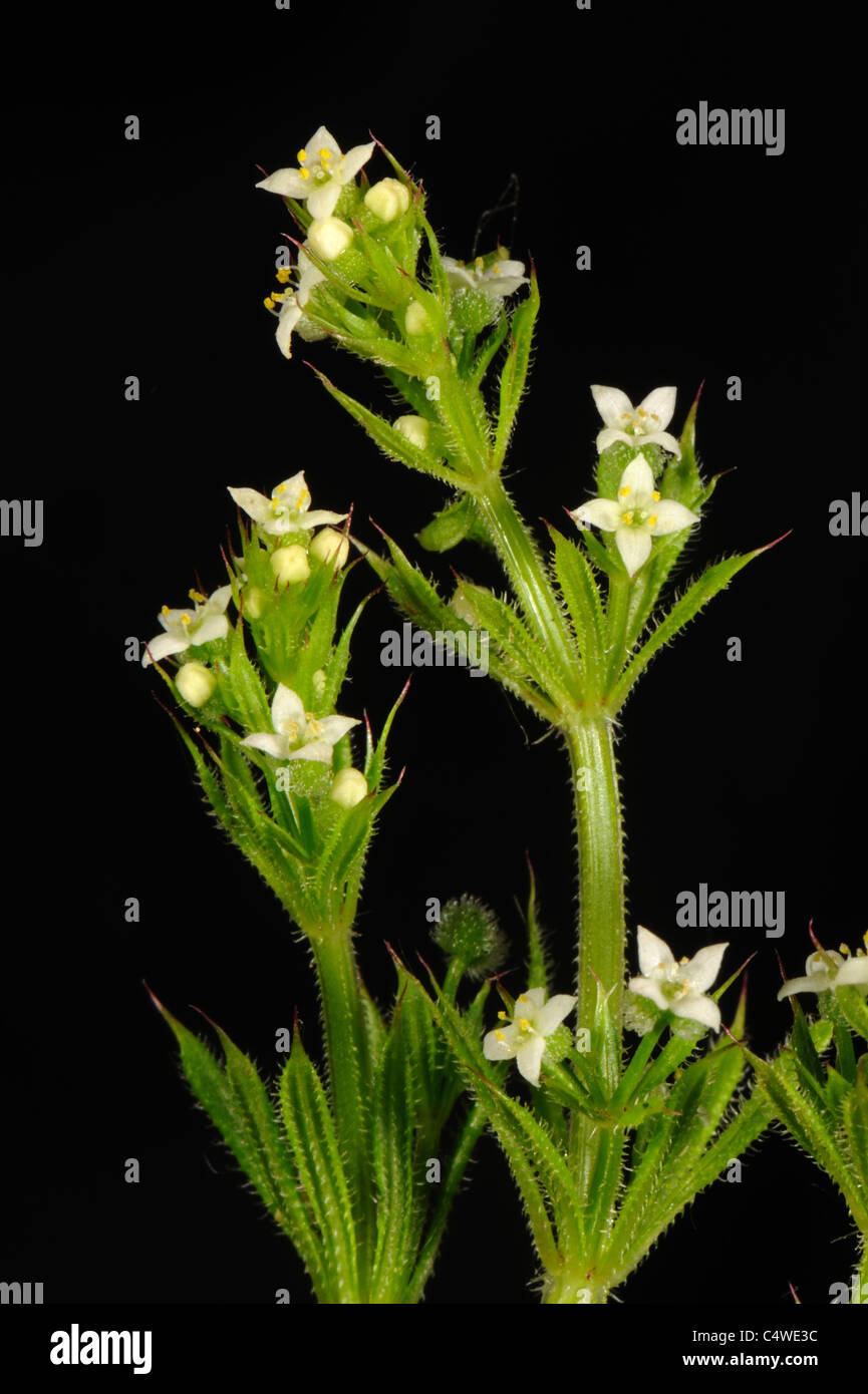 Petites fleurs blanches de gaillet gratteron (Galium aparine) et les feuilles Banque D'Images