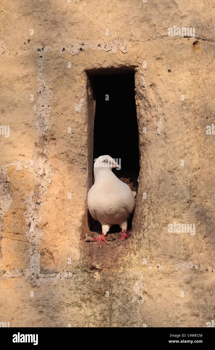Un pigeon blanc perché dans un trou dans le côté d'une église à Corsham, Wiltshire, Royaume-Uni. Banque D'Images