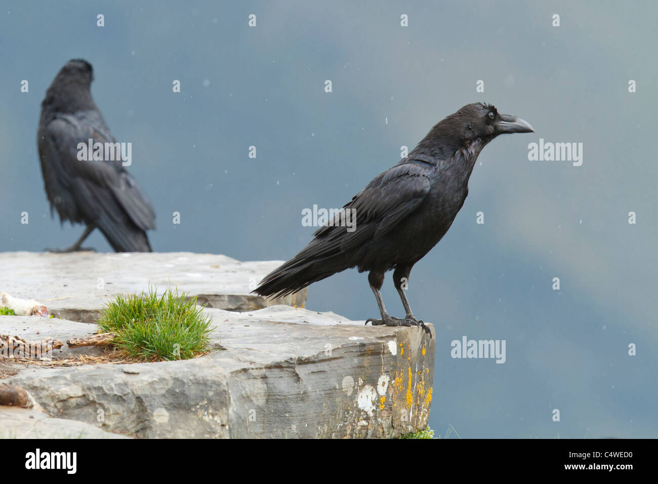 Grand corbeau (Corvus corax) Pyrénées, Espagne Banque D'Images