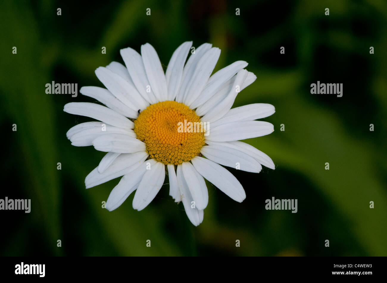 Close-up of a Common Daisy Banque D'Images