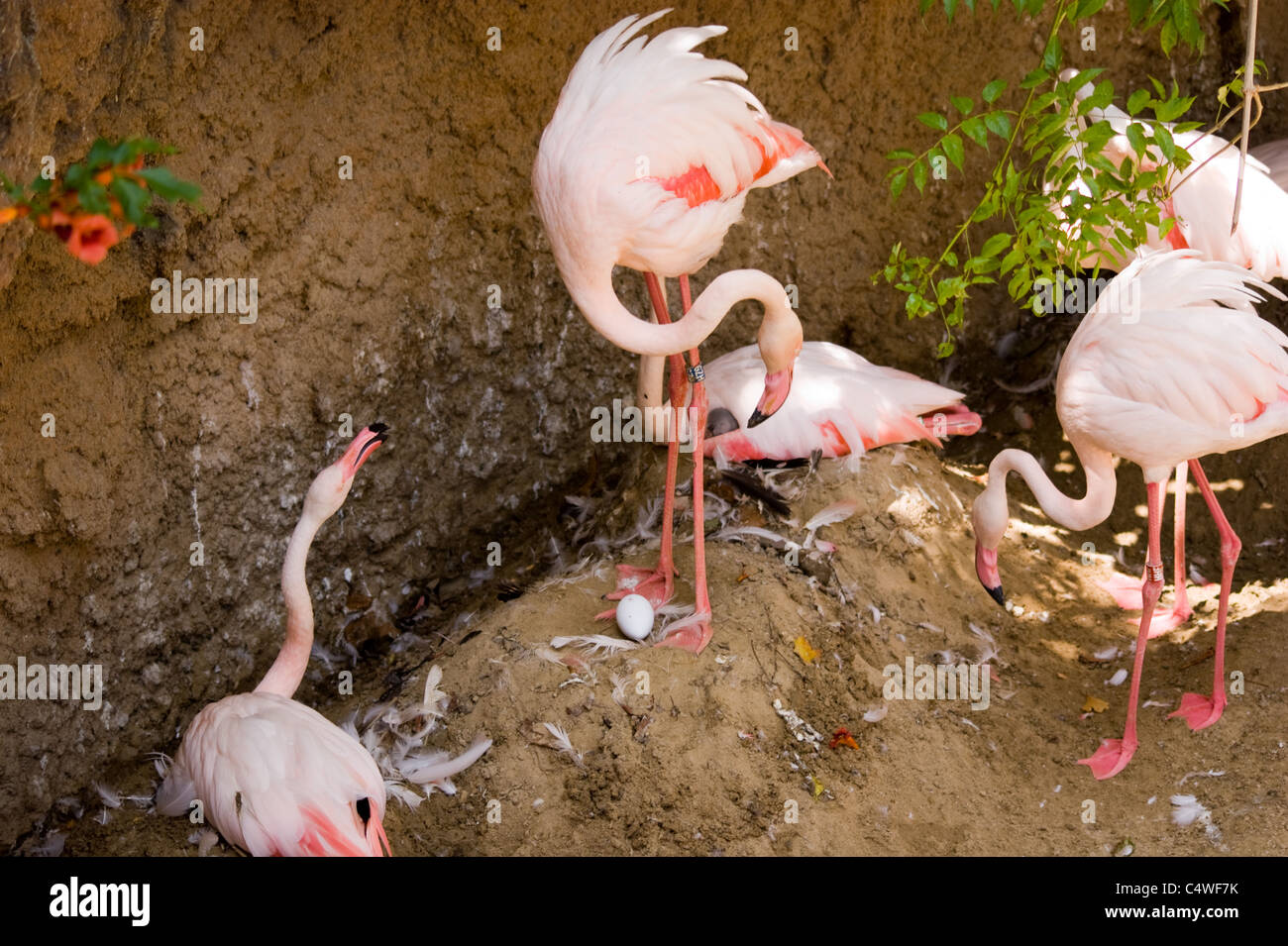 Flamants Roses leur NID L'UN A UN OEUF À SES PIEDS Banque D'Images
