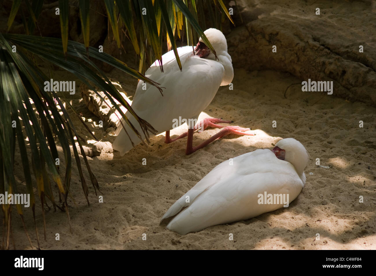 Deux oiseaux Spatule blanche dormant Banque D'Images