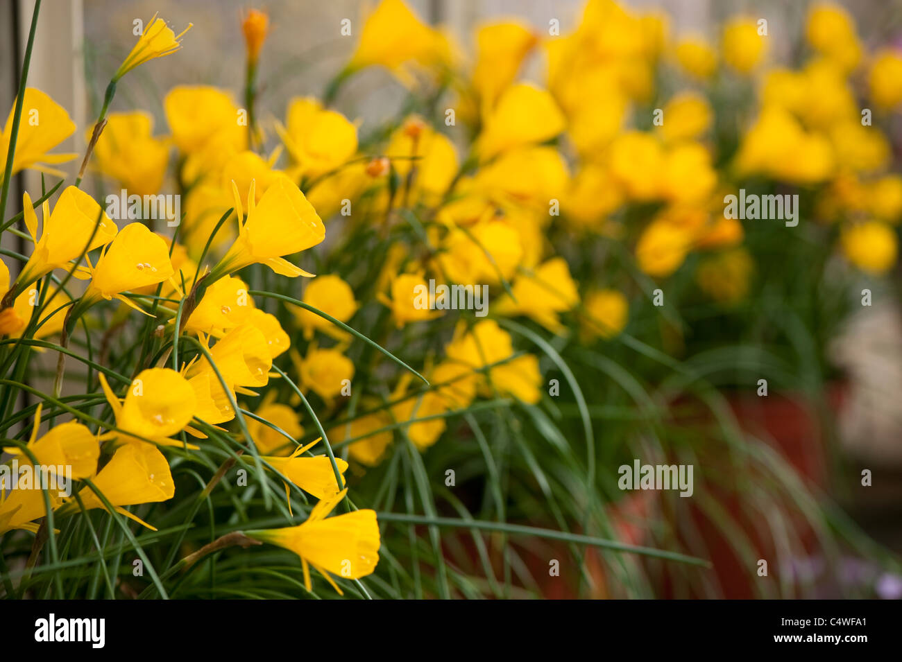Narcissus bulbocodium 'Golden Bells Groupe' en fleurs Banque D'Images