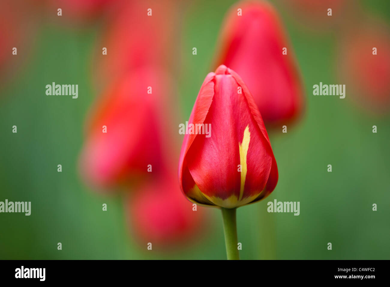 Tulipes rouges, Parc Assiniboine, Winnipeg, Manitoba, Canada. Banque D'Images