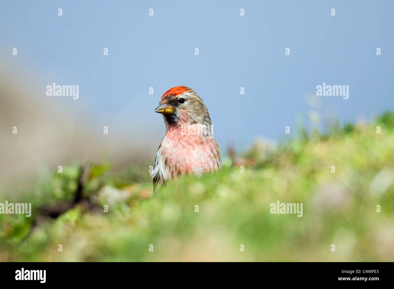 Sizerin flammé Carduelis flammea ; Écosse ; Banque D'Images