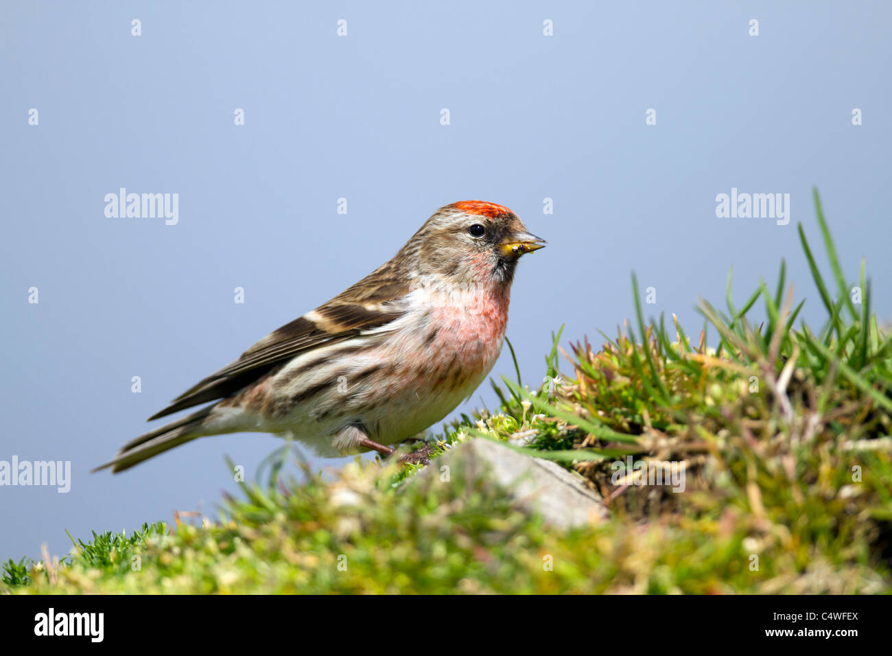 Sizerin flammé Carduelis flammea ; Écosse ; Banque D'Images