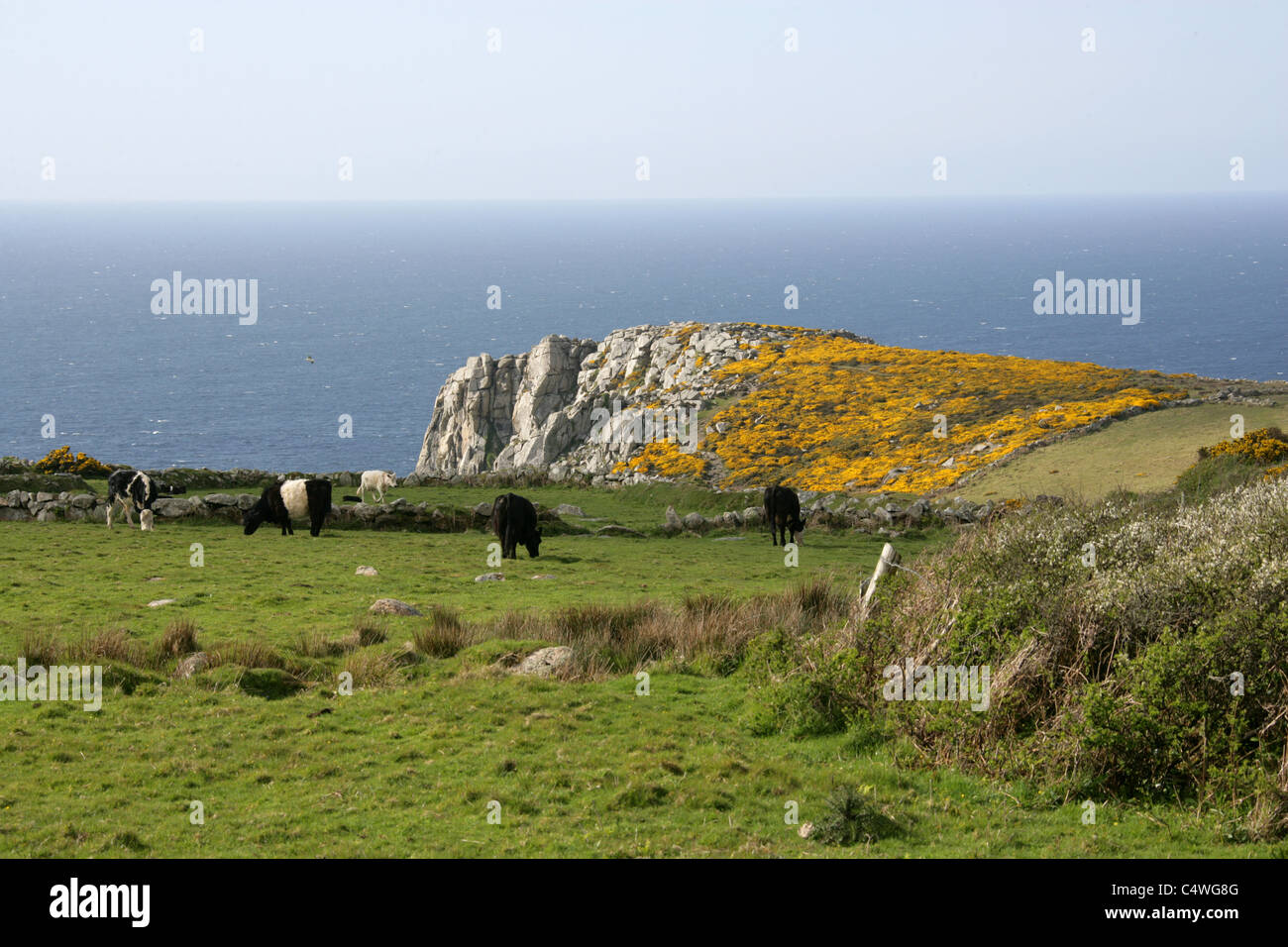 Les falaises et Pointe à Rosemergy (entre Porthmeor et Morvah), West Penwith, Cornwall, UK. Banque D'Images