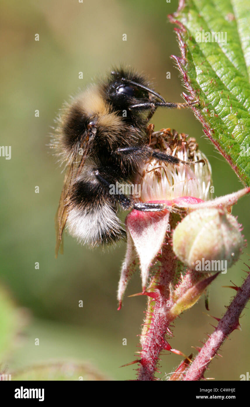 Barbut's Cuckoo Bumblebee, Bombus barbutellus, Apidae, Hyménoptères. Des hommes. Banque D'Images