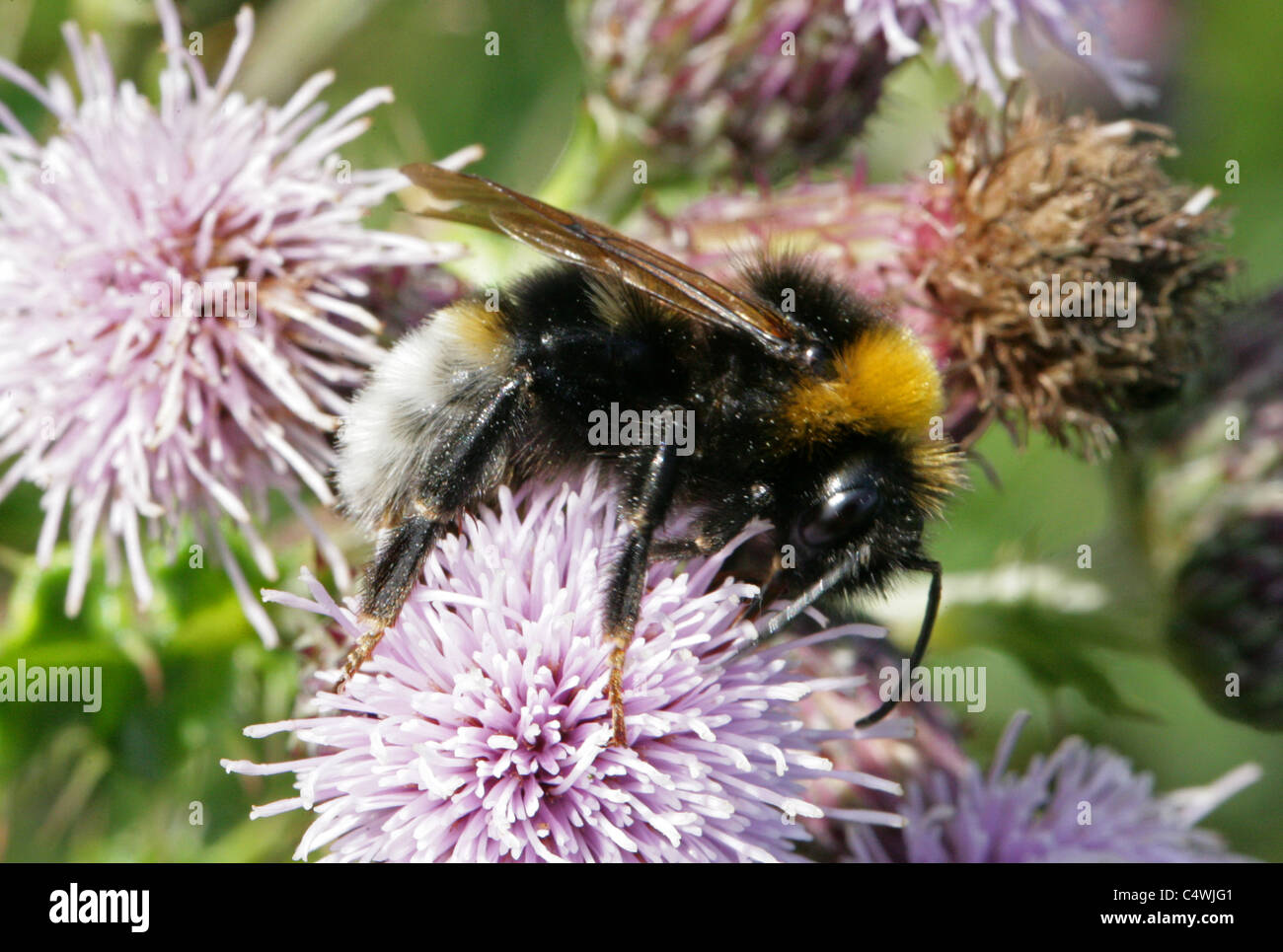 Coucou gitane, Bumblebee Bombus bohemicus, Apinae, Apidae, Apoidea, Apocrita, Hyménoptères. Syn. Psithyrus bohemicus. Banque D'Images