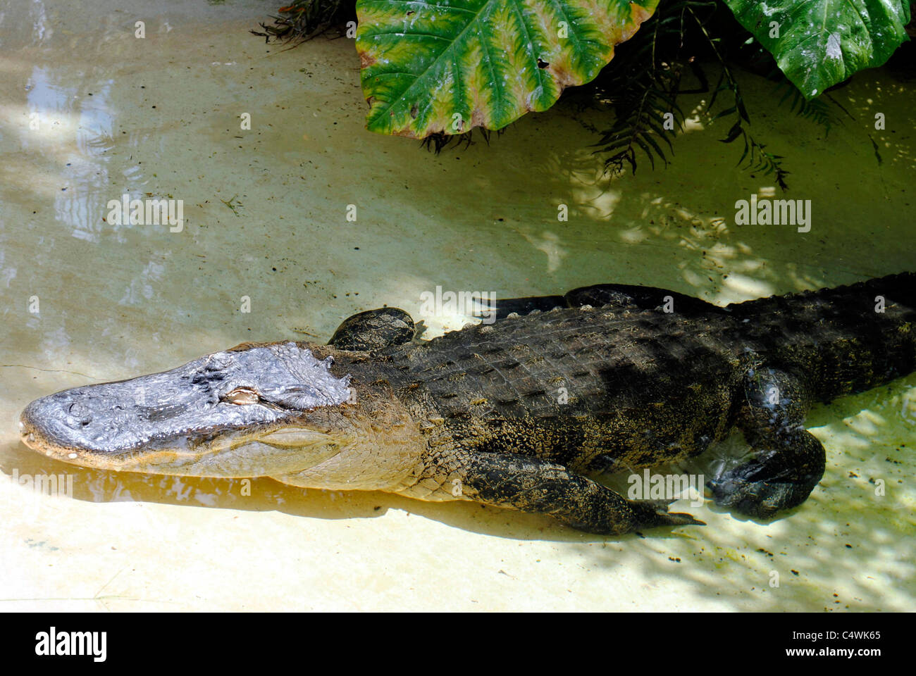 Alligator Alligator mississippiensis Nom latin Banque D'Images