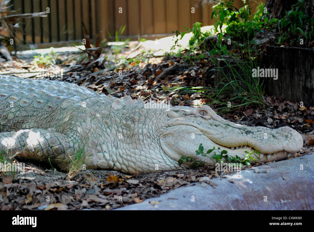 Brochet alligator Banque de photographies et d’images à haute