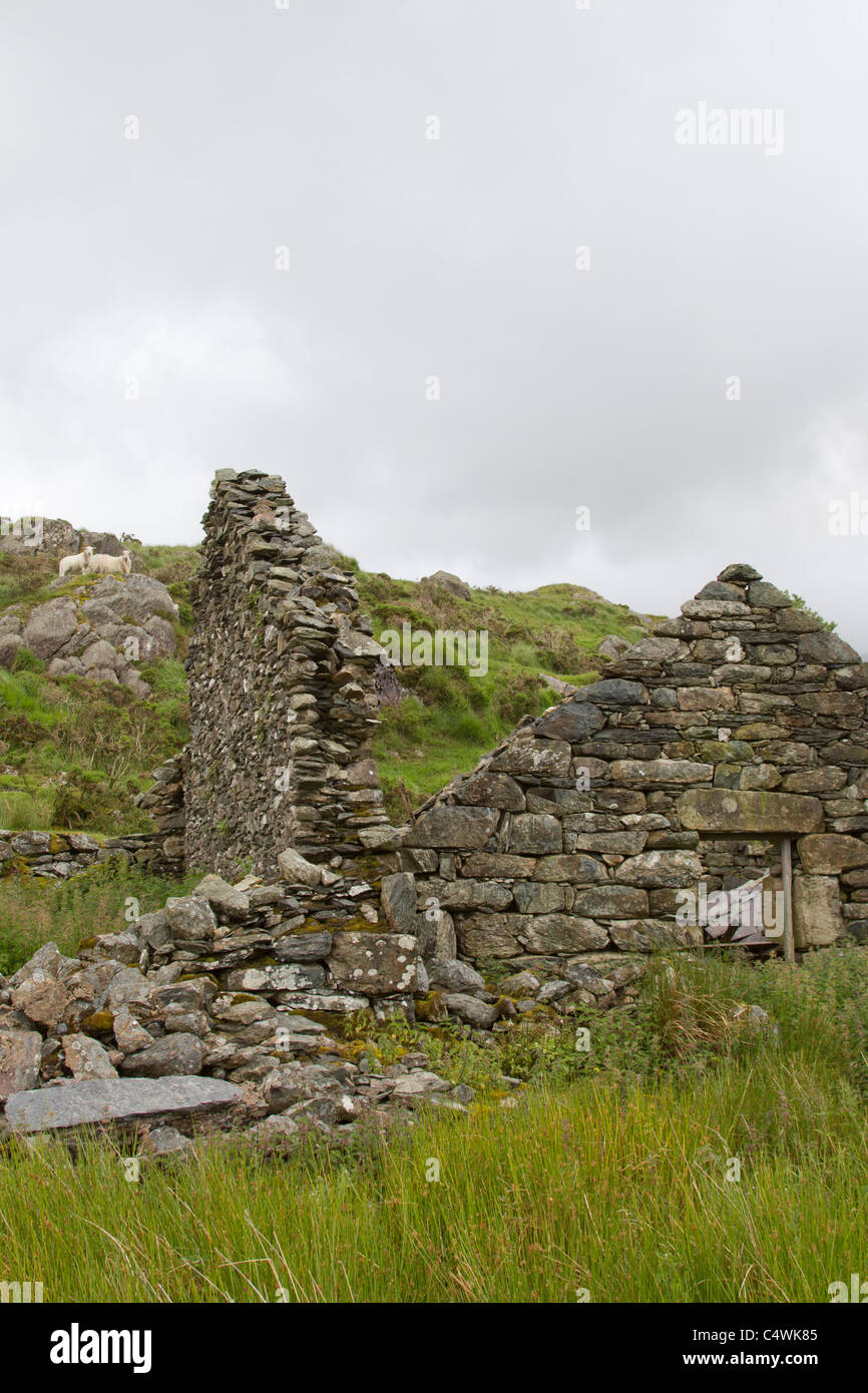 Ferme en ruine à Rhyd-ddu dans le Snowdonia Banque D'Images