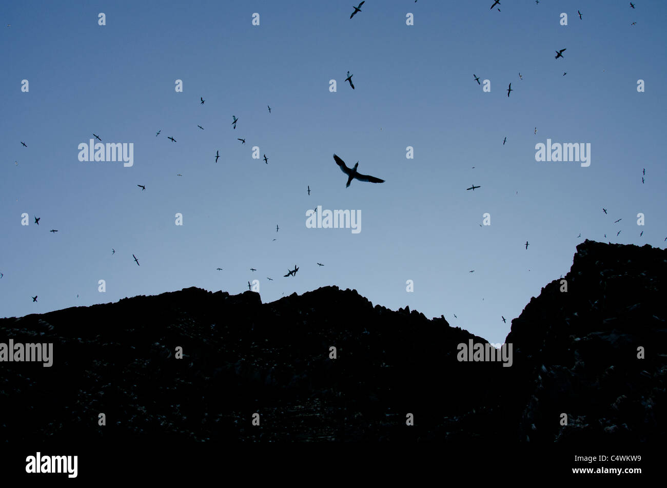 Ecosse, îles Shetland. Noss Scottish Natural Réserve Naturelle. Falaises d'oiseaux de Noss, d'énormes troupeaux d'oiseaux en vol. Banque D'Images