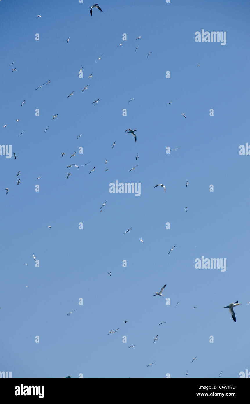 Ecosse, îles Shetland. Noss Scottish Natural Réserve Naturelle. Falaises d'oiseaux de Noss, d'énormes troupeaux d'oiseaux en vol. Banque D'Images