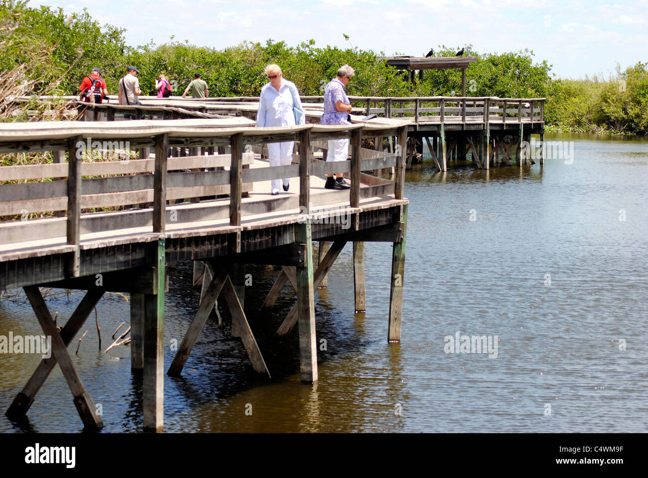 Anhinga Trail, Everglades, Floride Banque D'Images