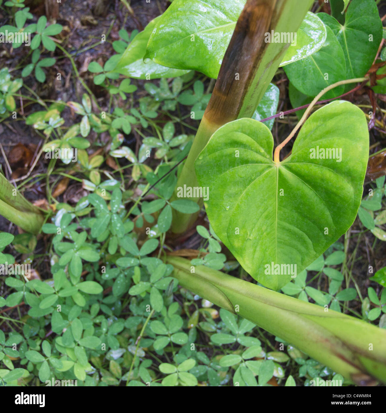 Brésil, Bahia, Trancoso, feuilles de plantes tropicales, close-up Banque D'Images