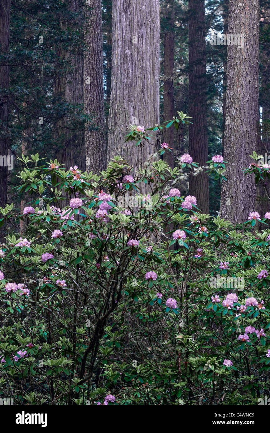 Fleur rhododendron printemps parmi les arbres Redwood en Californie's Del Norte Coast Redwoods et des parcs nationaux. Banque D'Images