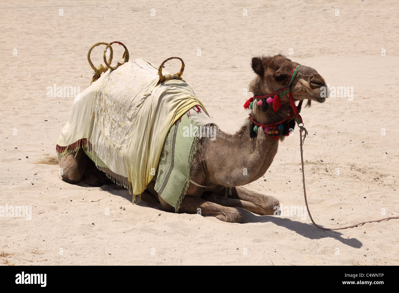 Camel sur la plage de Dubai, Émirats Arabes Unis Banque D'Images