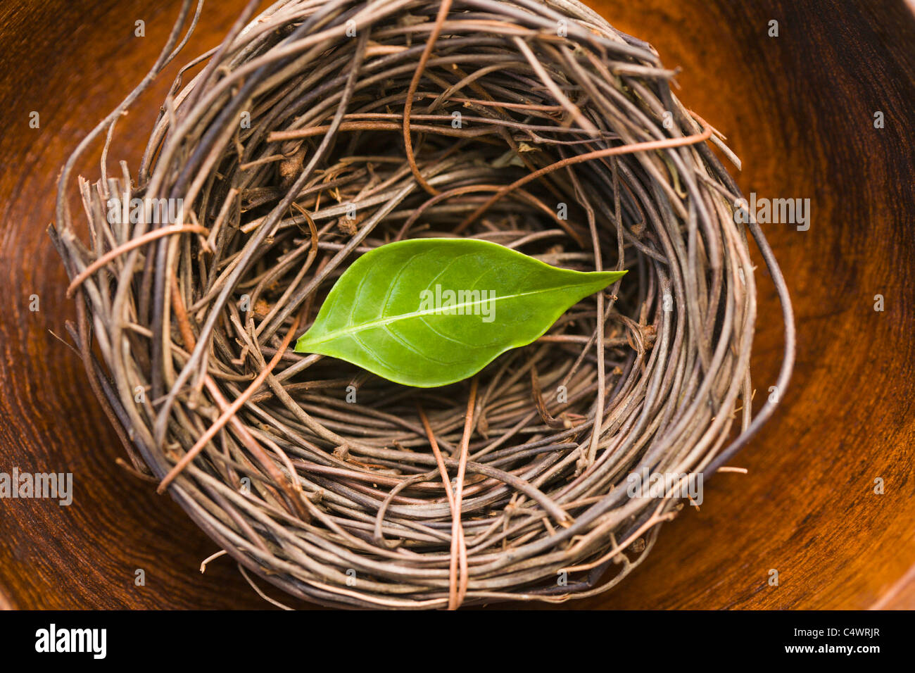 USA, Floride, vert feuille in bird's nest Banque D'Images