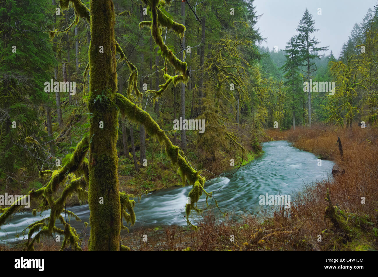 USA (Oregon), Silver Falls State Park, Silver Creek Banque D'Images