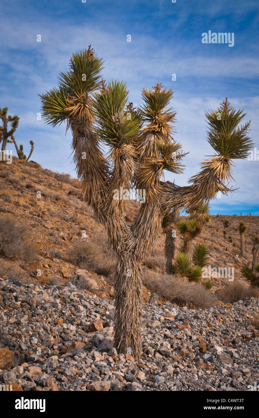États-unis, Californie, Joshua Trees in desert Banque D'Images