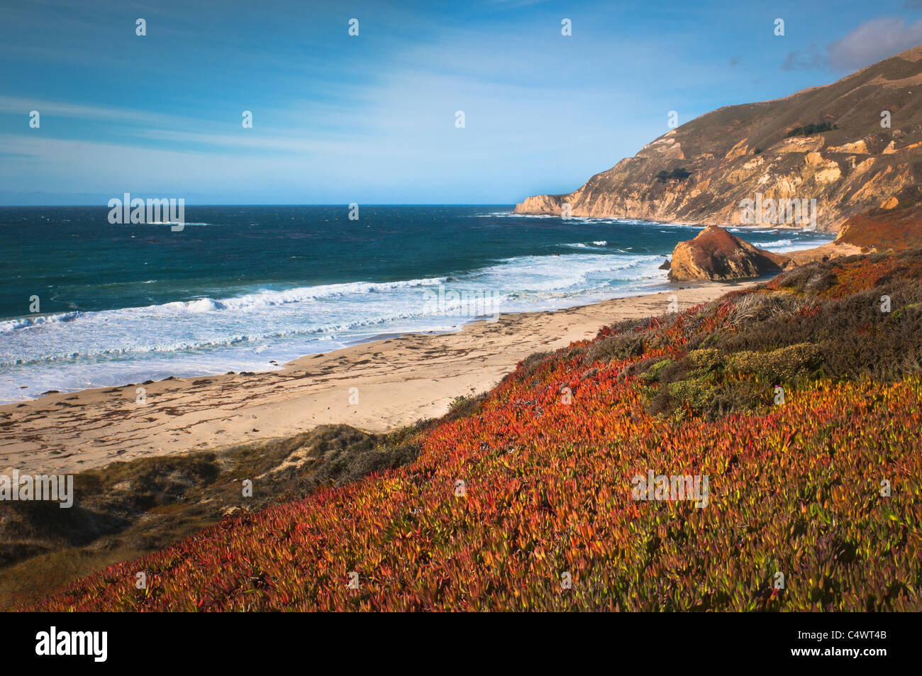 USA,Californie,rouge,Big Sur plantes par beach Banque D'Images