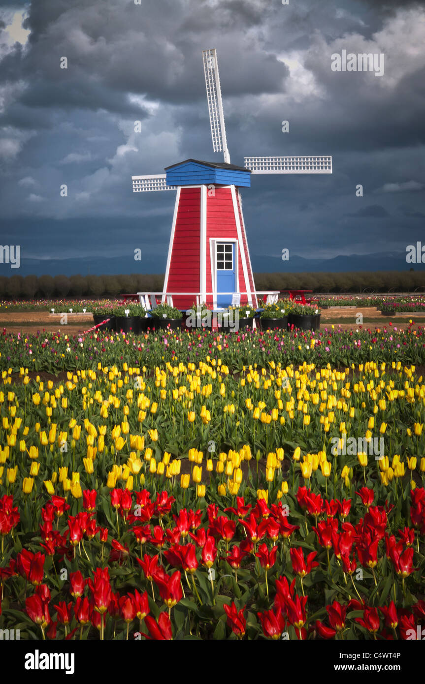 USA,New York,chaussures en bois Tulip Farm Banque D'Images