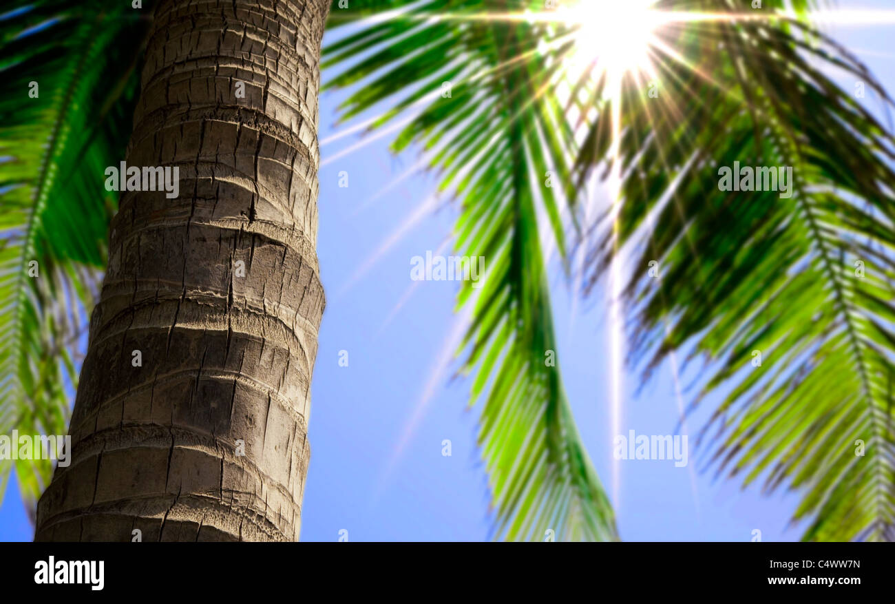 Palm tree trunk et vue d'été Banque D'Images