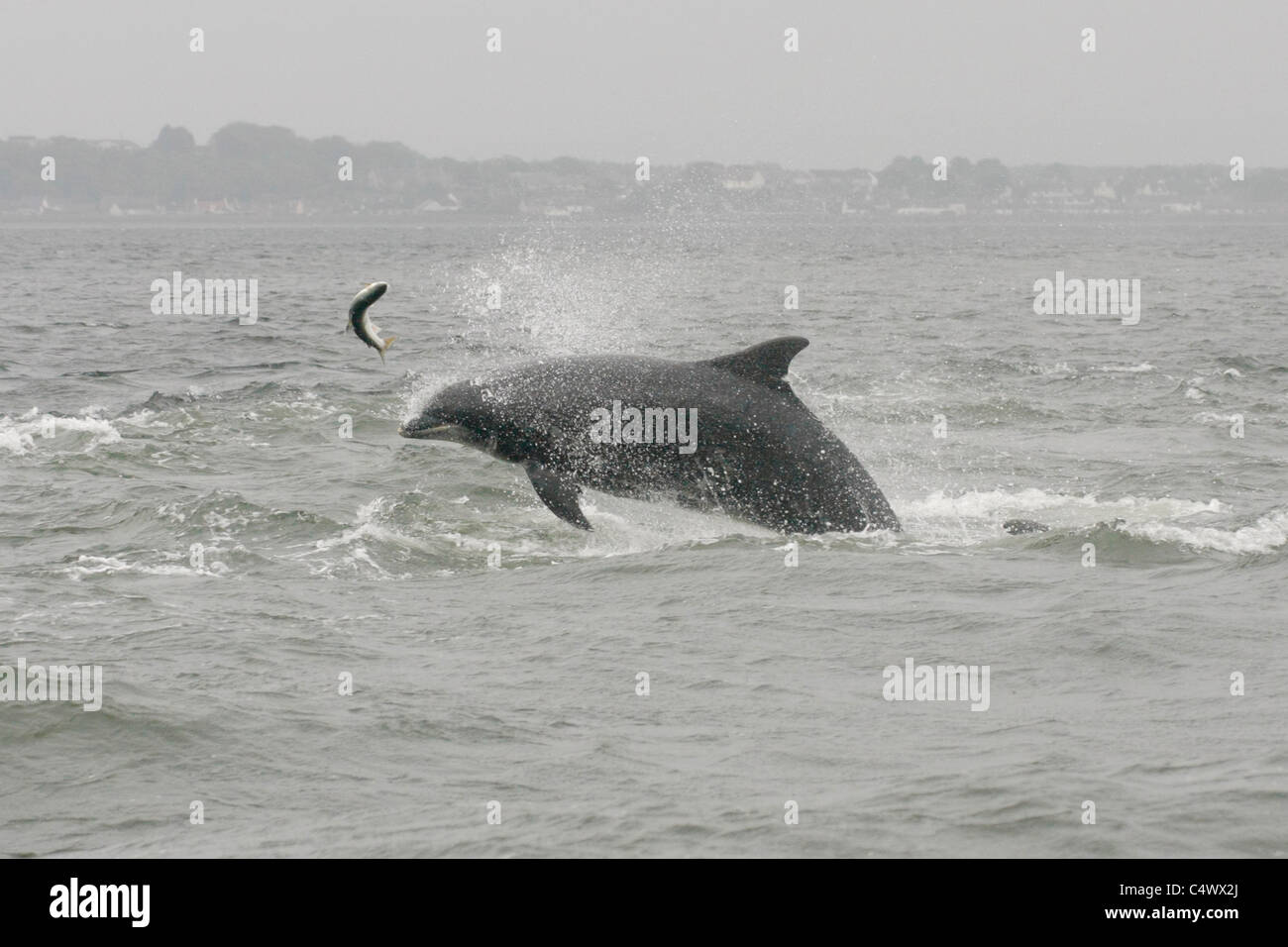 Grand dauphin (Tursiops truncatus) la chasse un poisson (saumon , Salmo salar), Moray, Highlands, Scotland UK Banque D'Images