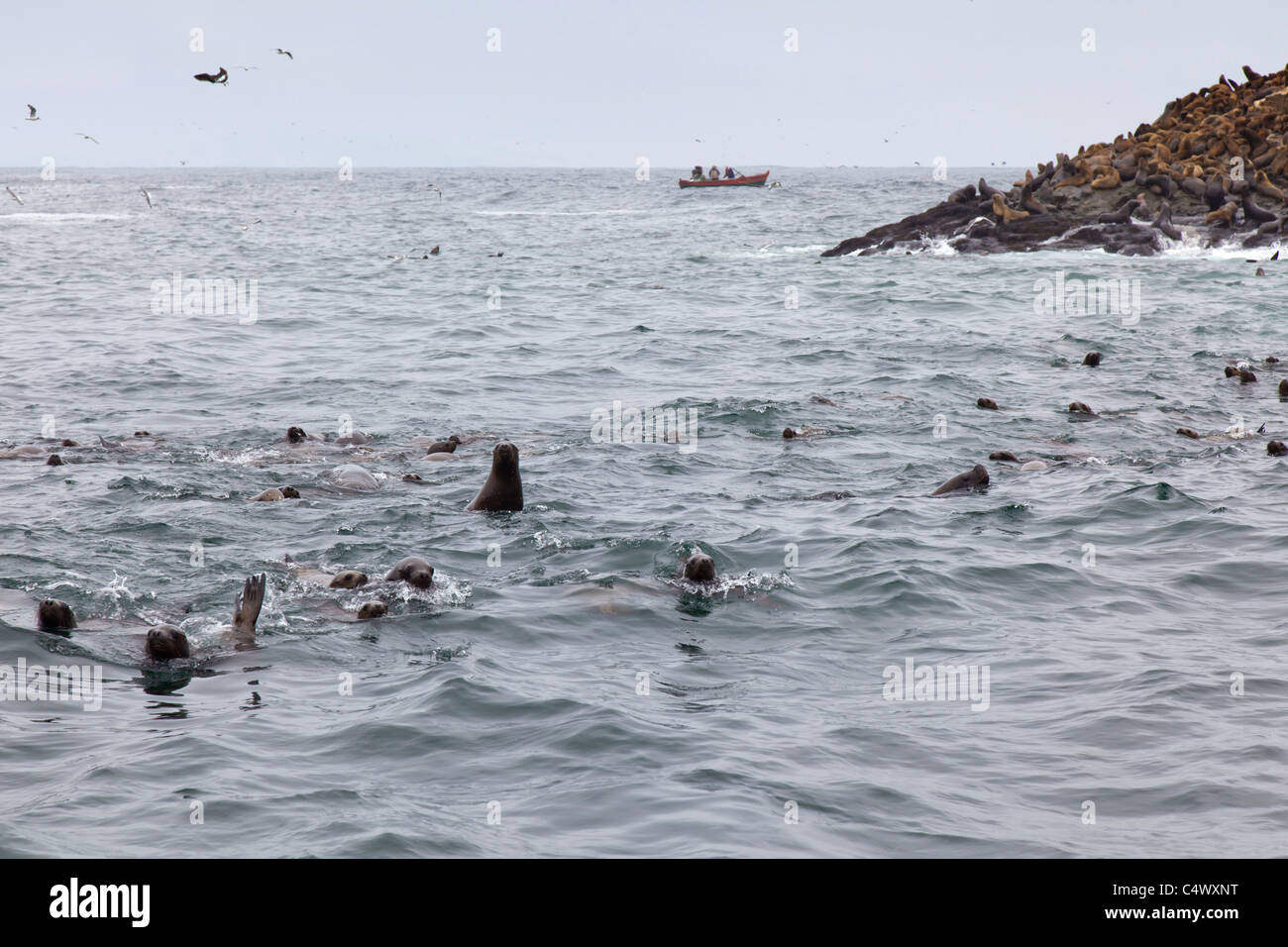 Les lions de mer à l'îles Palomino, au large de la côte de Lima, Pérou Banque D'Images