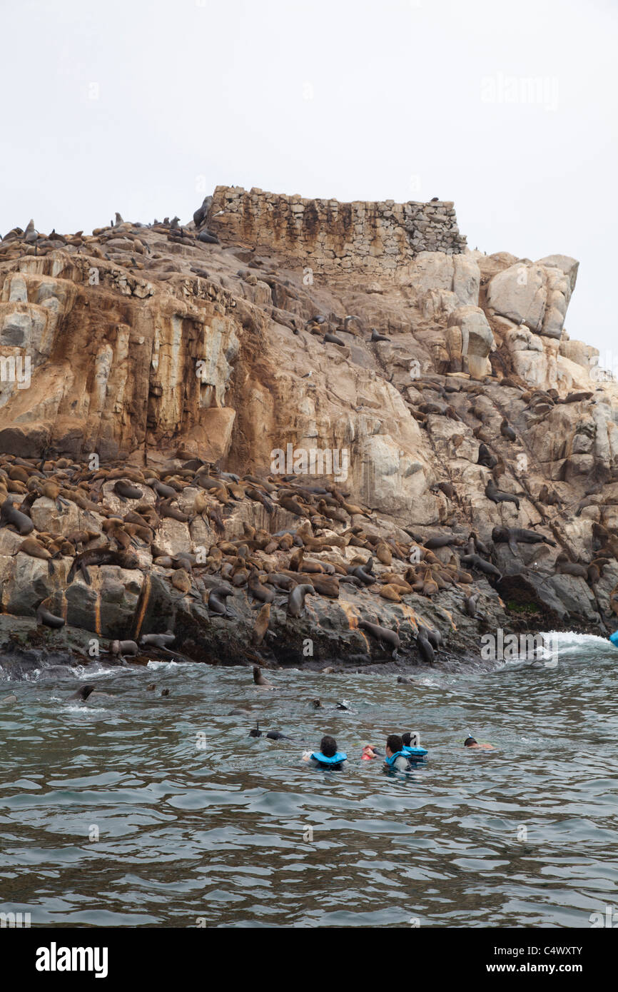 Les touristes en apnée avec les otaries au Palomino, îles au large de la côte de Lima, Pérou Banque D'Images