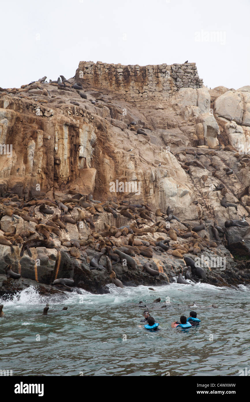 Les touristes en apnée avec les otaries au Palomino, îles au large de la côte de Lima, Pérou Banque D'Images